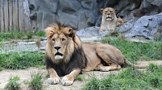 V olomoucké zoo uhynul lev berberský pojmenovaný imon, doil se sedmnácti let.