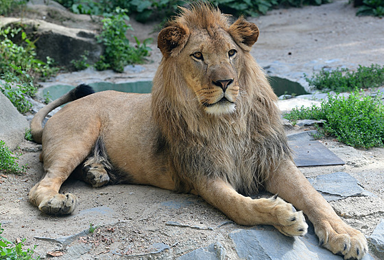 Lví krasavice ze výcarska zamíí v dubnu do olomoucké zoo.
