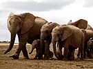 Stádo slon v národním parku Addo Elephant u Port Elizabeth v Jiní Africe