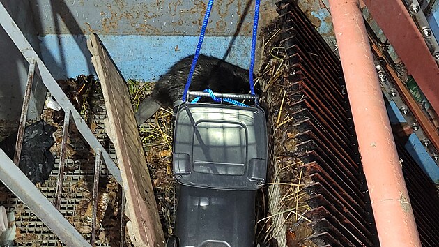 Hasisk zchrana bobra z vodn elektrrny v Tinci na Frdecko-Mstecku.