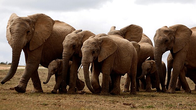 Stdo slon v nrodnm parku Addo Elephant u Port Elizabeth v Jin Africe