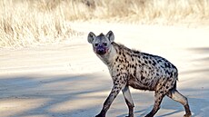 V Africe ijí tyi druhy hyen  tedy spíe ti a jedna hyenka  které se od...