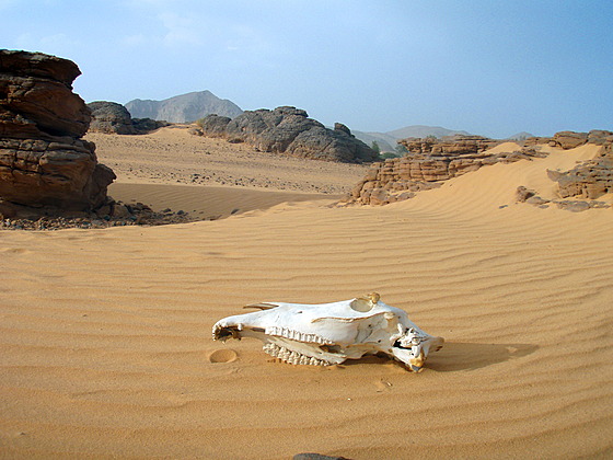 Vyschlé kosti velbloud jsou na Sahae velmi astým úkazem.