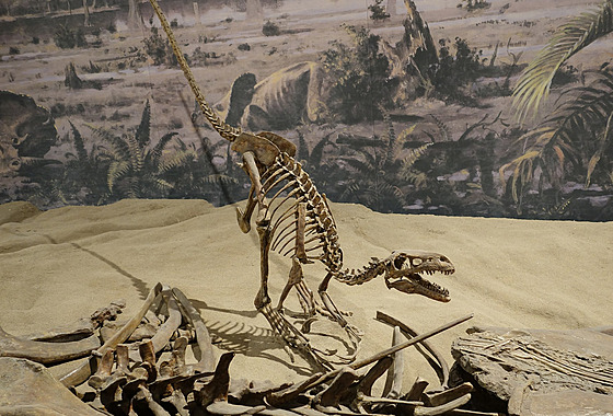 Rekonstruovaná kostra dromeosaura v expozici instituce Royal Tyrrell Museum of...