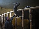 Chovatel Kirilo Trantin utuje slona v Kyjevské zoologické zahrad. (1. bezna...