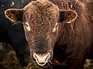 Statek Mitrov se specializuje na chov skotu plemene aberdeen angus, je� dob�e...