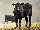 Statek Mitrov se specializuje na chov skotu plemene aberdeen angus, je� dob�e...