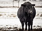 Statek Mitrov se specializuje na chov skotu plemene aberdeen angus, je� dob�e...