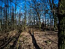 Hradeck Mstsk lesy obnov Na Mlnku ndr a vytvo prodn park.