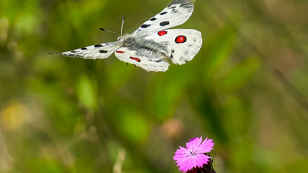 Jaso ervenooký, jeden z nejvtích motýl, kterému se pezdívá král Apollo.