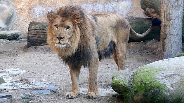 Samce imona, kter se stal rekordmanem v potu odchovanch mlat, nyn vystd v chovnm pru olomouck zoo jeho syn Thembi.