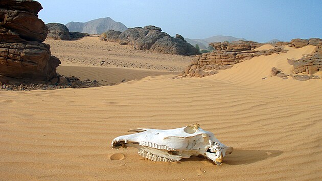 Vyschlé kosti velbloudů jsou na Sahaře velmi častým úkazem.