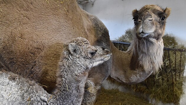 Ve vykovskm zooparku se na zatku bezna narodila samika velblouda jednohrbho. Zatm se ukrv ve vytpn stji.