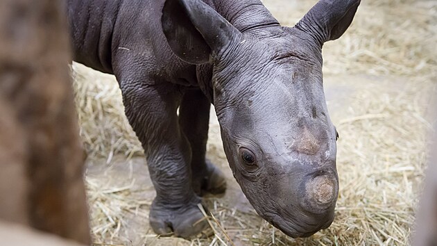 Mld nosoroce dvourohho vchodnho dostalo jmno Kyjev.
