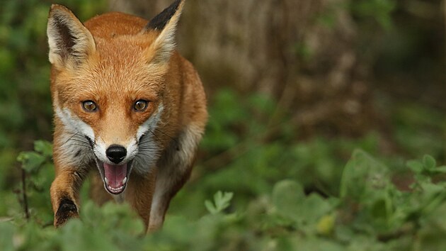 Liška obecná, naše nejrozšířenější šelma, velmi chytrá a velmi opatrná.