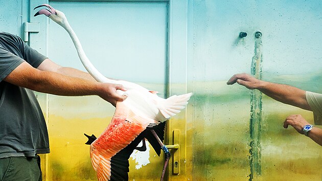 Zv��ata v dvorsk� zoo pot�ebuj� n�kdy z�krok veterin��e.