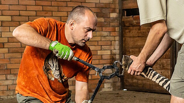 O�et�en� zebry v dvorsk�m safari parku, vlevo Luk� Pavla��k