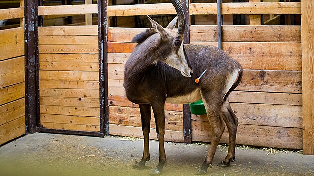 Zv��ata v dvorsk� zoo pot�ebuj� ob�as z�krok veterin��e.