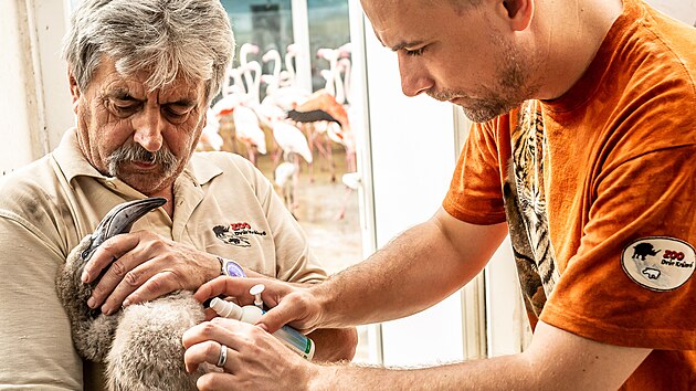 Zv��ata v dvorsk� zoo pot�ebuj� ob�as z�krok veterin��e.