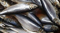 ilustra�ní snímek