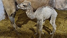 Ve vy�kovském zooparku se na za�átku b�ezna narodila sami�ka velblouda...