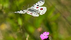 Jasoň červenooký, jeden z největších motýlů, kterému se přezdívá král Apollo. | na serveru Lidovky.cz | aktuální zprávy