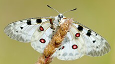 Jaso ervenooký, jeden z nejvtích motýl, kterému se pezdívá král Apollo.