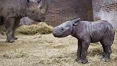 Mlád nosoroce dvourohého východního dostalo jméno Kyjev.