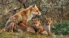 Obvykle lišky mívají čtyři mláďata, kterým prostor před norou pečlivě ušlapou....
