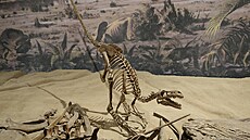 Rekonstruovaná kostra dromeosaura v expozici instituce Royal Tyrrell Museum of...