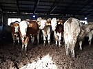 Krávy z Mdnce. Letoní kontrola odhalila, e se stav dobytka na farm píli...
