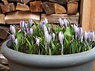 Pojmenování krokus vzniklo z latinského názvu Crocus, �esky bychom ale mohli...