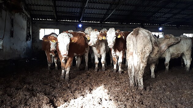 Krávy z Měděnce. Letošní kontrola odhalila, že se stav dobytka na farmě příliš nezlepšil.