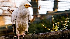 První sup mrcho�ravý odchovaný v ostravské zoologické zahrad�