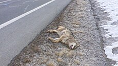 Mrtvého vlka u� si p�evzali pracovníci NP �umava.