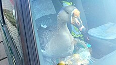 Kachna na míst� spolujezdce upoutala pozornost policejní hlídky.