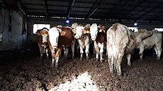 Krávy z Měděnce. Letošní kontrola odhalila, že se stav dobytka na farmě příliš...