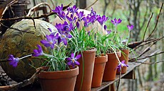 Jedna z nejoblíbenjích cibulovin zaíná kvést, hned jak se trochu oteplí....