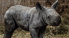Dvoutýdenní sameek nosoroce dvourohého východního Kyjev (16. 3. 2022)