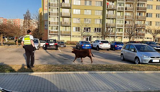 idii v eských Budjovicích utekly z návsu ti krávy s teletem. (26. bezna...