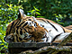 Tygr ussurijsk (Panthera tigris altaica), t znm jako tygr sibisk,...