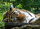 Tygr ussurijský (Panthera tigris altaica), té známý jako tygr sibiský,...