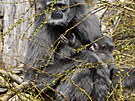 Zoo Praha zahajuje sezonu, sou��st� programu byl i k�est ml��at. (26. b�ezna...