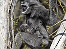 Zoo Praha zahajuje sezonu, sou��st� programu byl i k�est ml��at. (26. b�ezna...