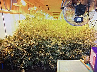 Odhalená pěstírna marihuany v podzemních kontejnerech na Broumovsku