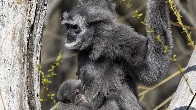 Zoo Praha zahajuje sezonu, soust programu byl i kest mlat. (26. bezna 2022)