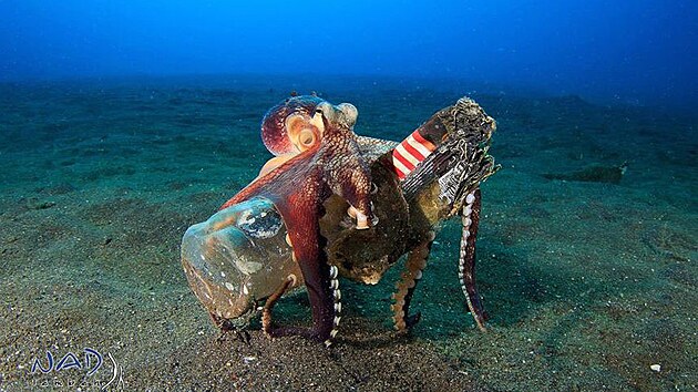 Chobotnice zabydluj sklenn lahve vech tvar, kter jsou jejich primrn volbou. Po nich nsleduj plastov a nakonec kovov ndoby. Snmek z pobench vod Brazlie. 