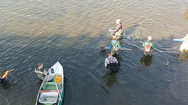 Ryby omr��� elekt�inou. Pak je ryb��i p�evezou do jin�ho �seky �eky Svratky