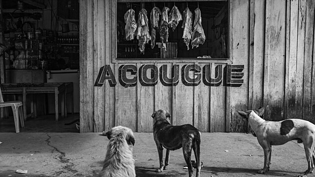 V�T�Z KATEGORIE DLOUHODOB� PROJEKTY A REGIONU JI�N� AMERIKA: � Lalo de Almeida, for Folha de São Paulo/Panos Pictures; Amazonsk� de�tn� prales je ve velk�m ohro�en� kv�li ekologicky regresivn� politice prezidenta Jaira Bolsonara.