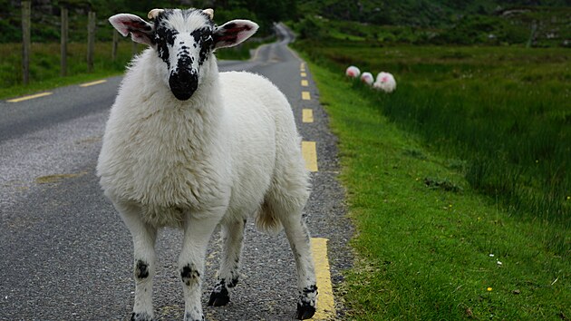 V Irsku muste potat s tm, e na silnici budete potkvat spousty ovc.